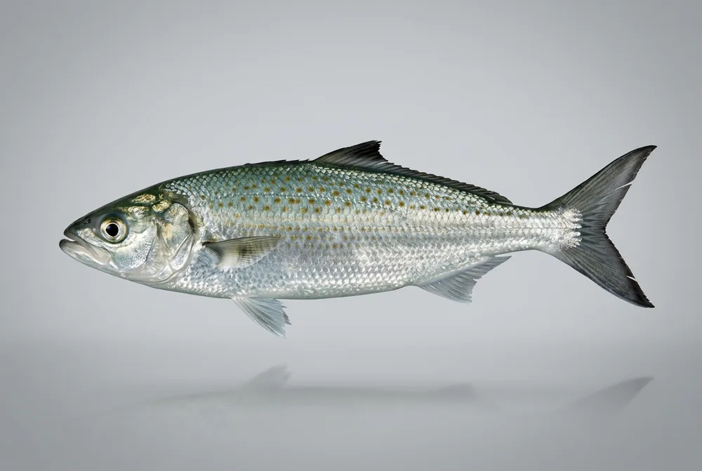 Salmone australiano