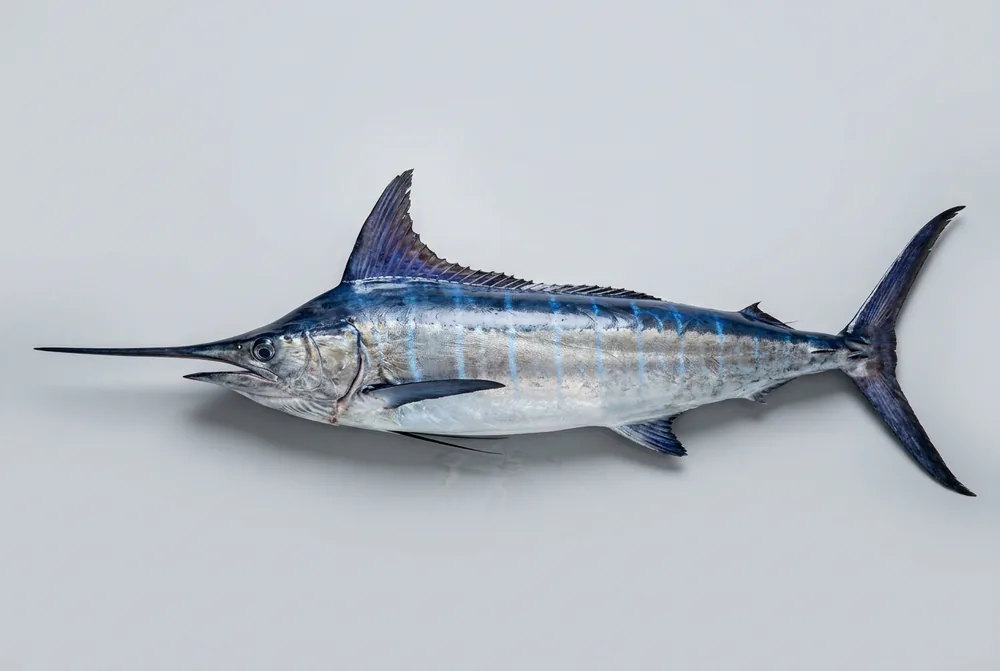 Marlin blu