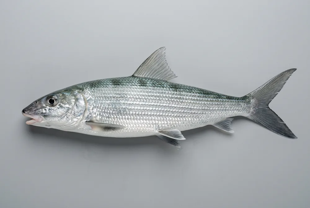 Bonefish