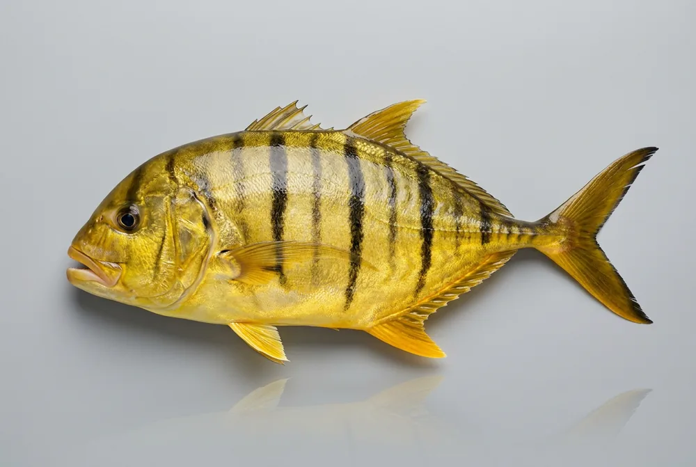 Trevally dorato