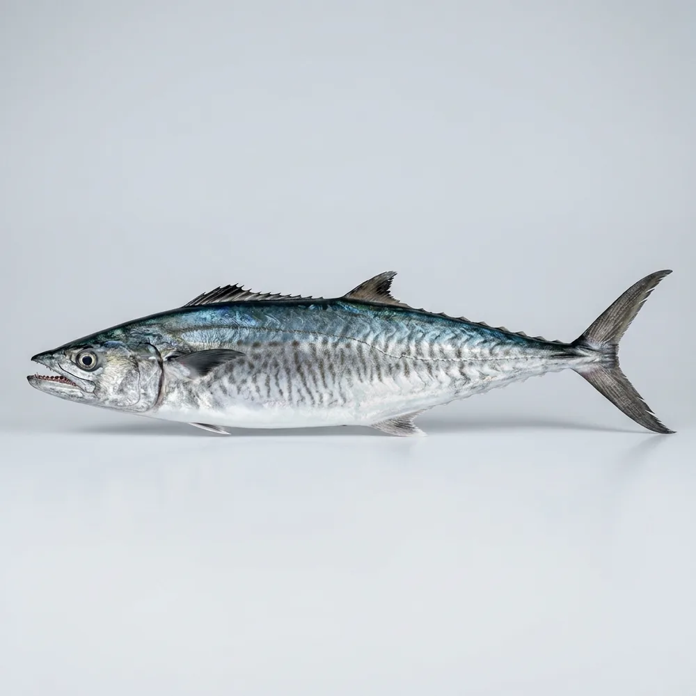 King mackerel