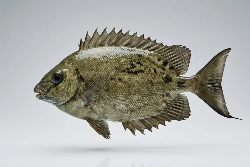 Pesce coniglio