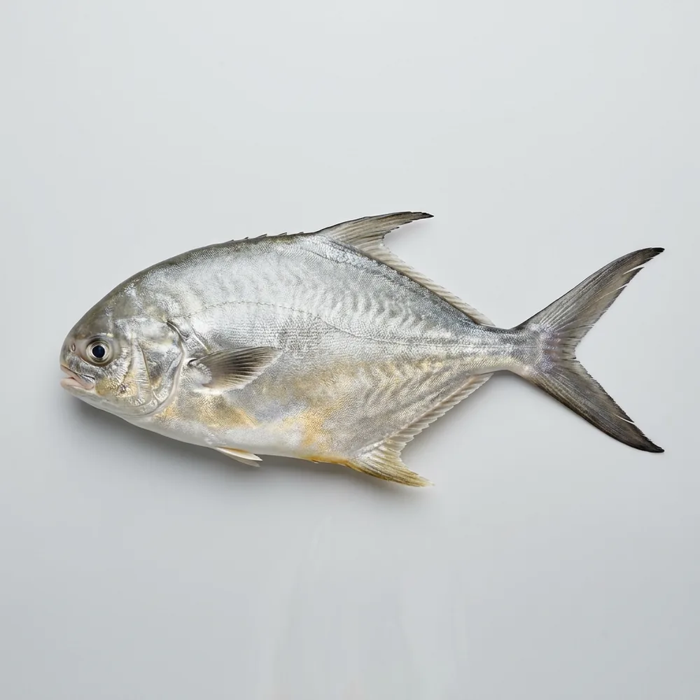 Pompano della Florida