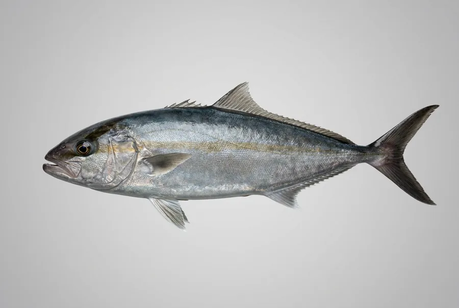 Ricciola