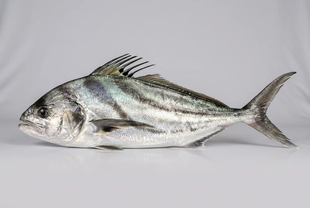 Pesce gallo
