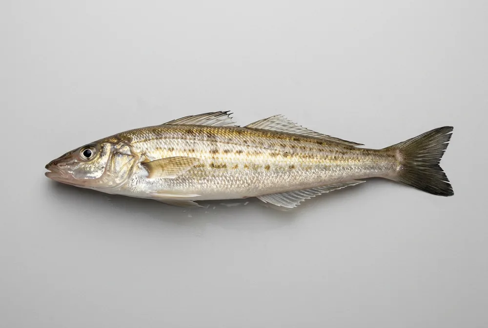 Whiting di sabbia