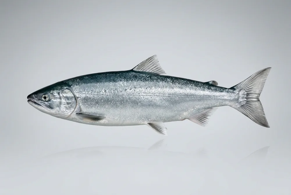 Salmone rosso