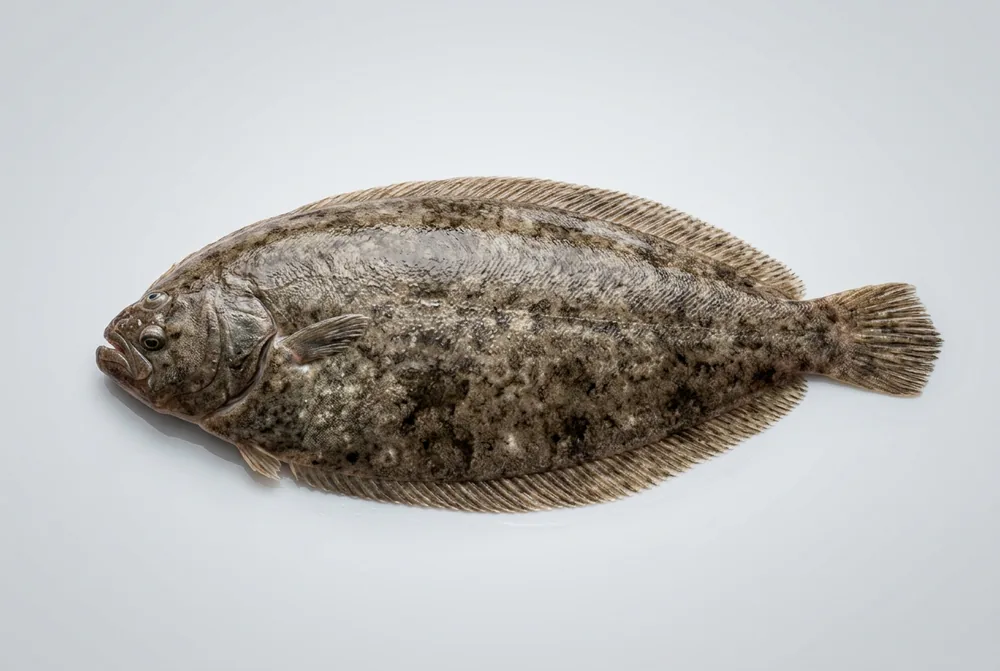 Sogliola