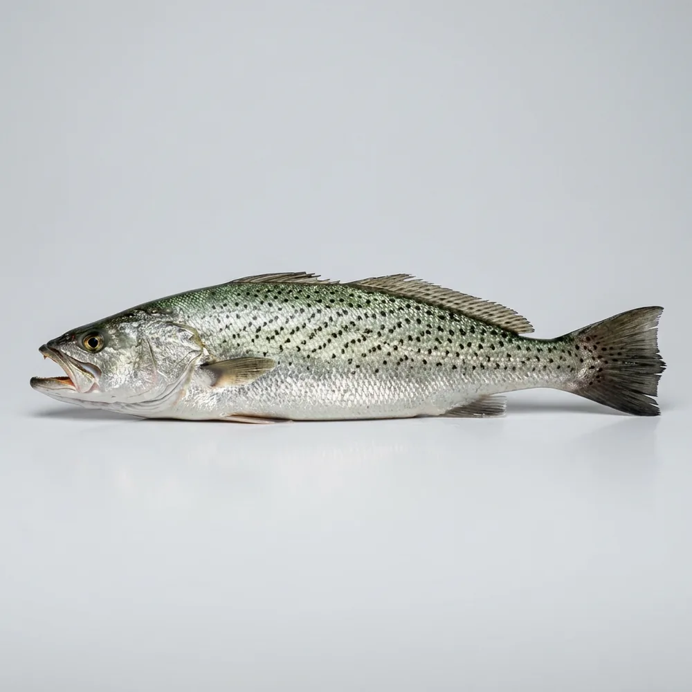 Weakfish